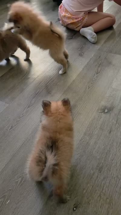 Snickers, a male Pomeranian for sale in Stockton, CA – 8 of 8