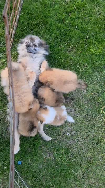 Snickers, a male Pomeranian for sale in Stockton, CA – 6 of 8