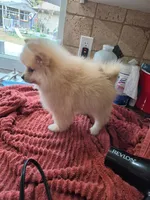 Pompoms, a female Pomeranian for sale in Stockton, CA – 7 of 10