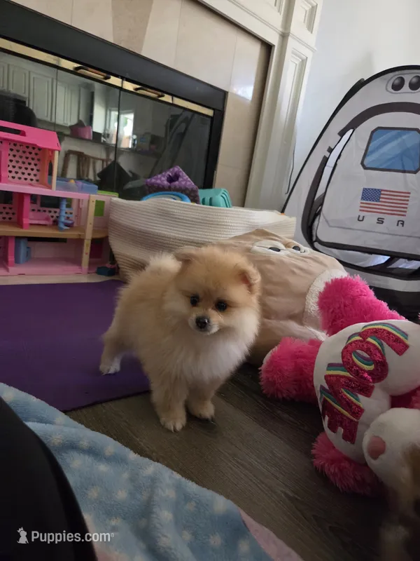 Coco, a male Pomeranian for sale in Stockton, CA – 1 of 8