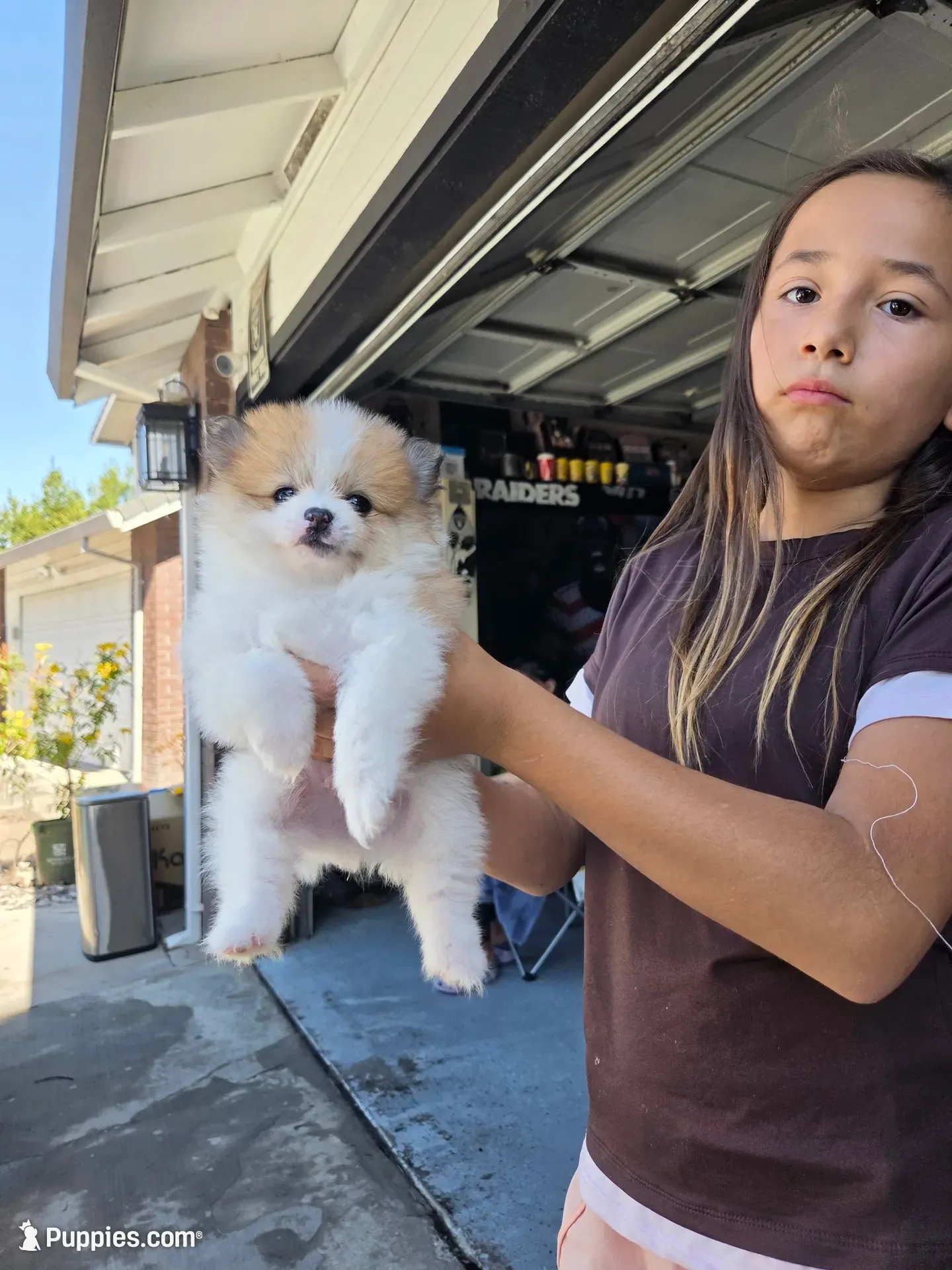 Snickers, a male Pomeranian for sale in Stockton, CA – 2 of 8