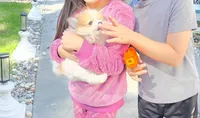 Snickers, a male Pomeranian for sale in Stockton, CA – 3 of 8