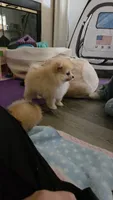 Coco, a male Pomeranian for sale in Stockton, CA – 2 of 8