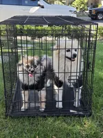 Pompoms, a female Pomeranian for sale in Stockton, CA – 10 of 10