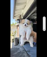Pompoms, a female Pomeranian for sale in Stockton, CA – 9 of 10
