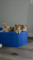 Pompoms, a female Pomeranian for sale in Stockton, CA – 8 of 10