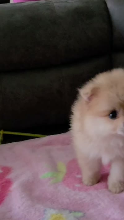 Coco, a male Pomeranian for sale in Stockton, CA – 5 of 8