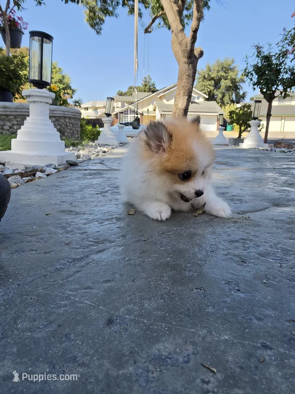 Snickers, a male Pomeranian for sale in Stockton, CA – 1 of 8