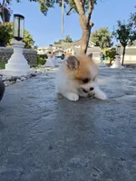 Snickers, a male Pomeranian for sale in Stockton, CA – 1 of 8