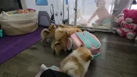 Pompoms, a female Pomeranian for sale in Stockton, CA – 5 of 10