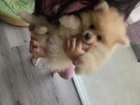 Pompoms, a female Pomeranian for sale in Stockton, CA – 2 of 10