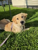 Ellie, a female Golden Retriever for sale in Findlay, OH – 1 of 3