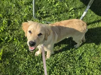 Ellie, a female Golden Retriever for sale in Findlay, OH – 3 of 3