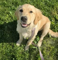 Ellie, a female Golden Retriever for sale in Findlay, OH – 2 of 3