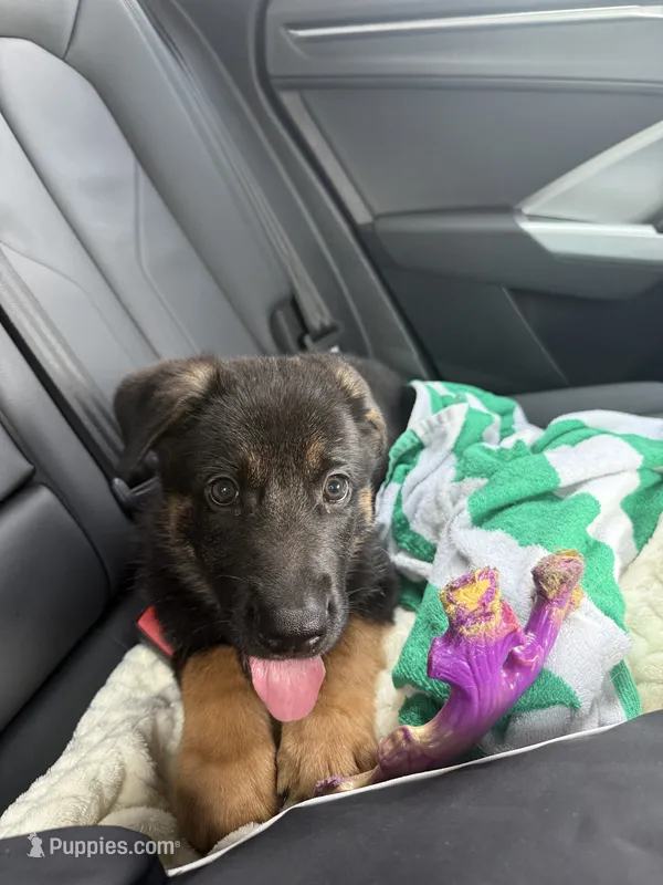Major – German Shepherd Dog puppy for sale in Falls Church, VA