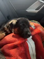 Major, a male German Shepherd Dog for sale in Falls Church, VA – 5 of 9