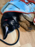 Major, a male German Shepherd Dog for sale in Falls Church, VA – 4 of 9