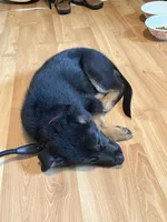 Major, a male German Shepherd Dog for sale in Falls Church, VA – 7 of 9