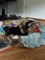 Major, a male German Shepherd Dog for sale in Falls Church, VA – 3 of 9