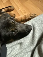 Major, a male German Shepherd Dog for sale in Falls Church, VA – 2 of 9