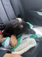 Major, a male German Shepherd Dog for sale in Falls Church, VA – 8 of 9