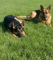 Major, a male German Shepherd Dog for sale in Falls Church, VA – 9 of 9