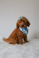 Gracie, a female Goldendoodle for sale in Orlando, FL – 6 of 8
