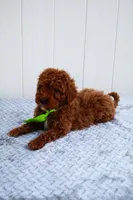 Kai, a male Miniature Goldendoodle for sale in Orlando, FL – Photo 3 of 4