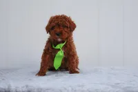 Kai, a male Miniature Goldendoodle for sale in Orlando, FL – Photo 2 of 4