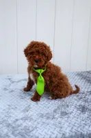 Kai, a male Miniature Goldendoodle for sale in Orlando, FL – Photo 4 of 4