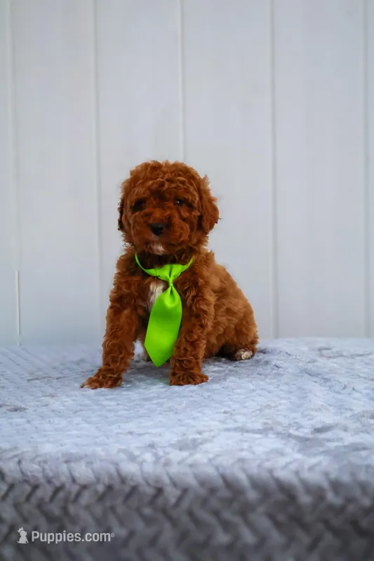 Kai – Miniature Goldendoodle puppy for sale in Orlando, FL