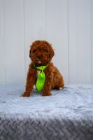 Kai, a male Miniature Goldendoodle for sale in Orlando, FL – Photo 1 of 4