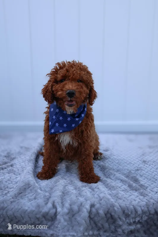 Kai – Miniature Goldendoodle puppy for sale in Orlando, FL