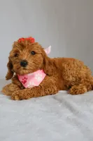 Ruby, a female Goldendoodle for sale in Orlando, FL – 9 of 9