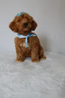 Gracie, a female Goldendoodle for sale in Orlando, FL – 5 of 8