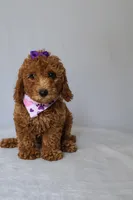 Zoe, a female Goldendoodle for sale in Orlando, FL – 2 of 8