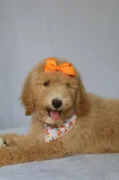 Lilly, a female Goldendoodle for sale in Orlando, FL – 8 of 9
