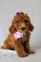 Zoe, a female Goldendoodle for sale in Orlando, FL – 4 of 8