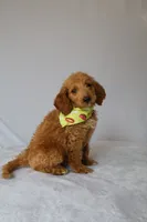 Charlie, a male Goldendoodle for sale in Orlando, FL – 8 of 8