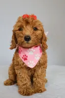 Ruby, a female Goldendoodle for sale in Orlando, FL – 1 of 9