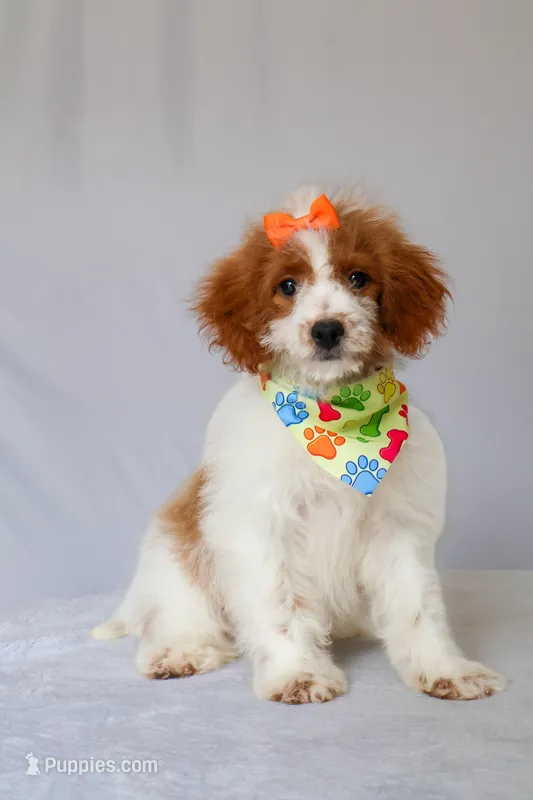 Bubbles – Miniature Goldendoodle puppy for sale in Orlando, FL