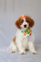 Bubbles, a female Miniature Goldendoodle for sale in Orlando, FL – 1 of 8