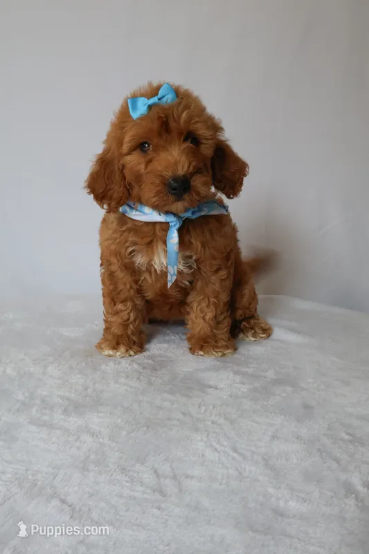 Gracie – Goldendoodle puppy for sale in Orlando, FL
