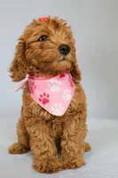 Ruby, a female Goldendoodle for sale in Orlando, FL – 6 of 9