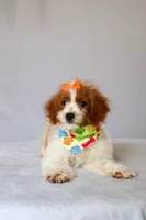 Bubbles, a female Miniature Goldendoodle for sale in Orlando, FL – 8 of 8
