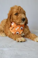 Zeus, a male Goldendoodle for sale in Orlando, FL – 8 of 8