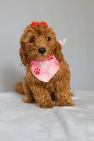 Ruby, a female Goldendoodle for sale in Orlando, FL – 2 of 9