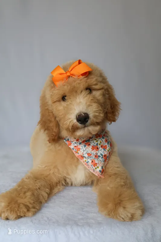Lilly – Goldendoodle puppy for sale in Orlando, FL
