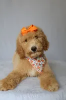 Lilly, a female Goldendoodle for sale in Orlando, FL – 1 of 9