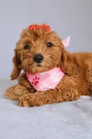 Ruby, a female Goldendoodle for sale in Orlando, FL – 7 of 9